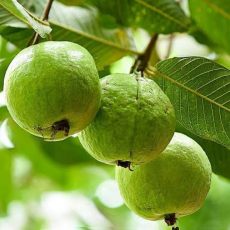 Guava Fruit 1 kg - 1Kg