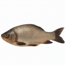 Catla (Thaila) 1 kg  - 1Kg