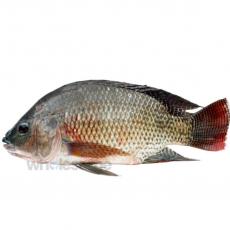 Tilapia (Daiyya/Chirra) 1 kg  - 1Kg