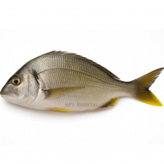 Yellowfin Seabream (Safaid Dandia)...