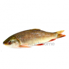Rohu Carp (Rahu) - 1Kg